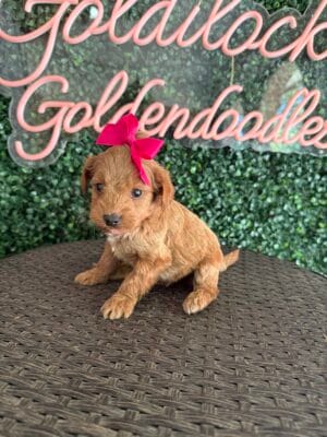 F1B Micro Goldendoodle Female Puppy “Pinkie” 15-25 lbs, DOB 10/1, Ready 11/26, $150/month (PayPal Pay Later) (Copy)
