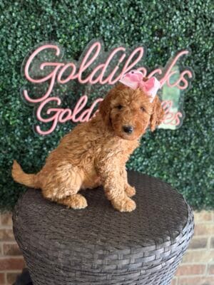F1B Mini Goldendoodle Female “Bevin”, 25-35 lbs, DOB 915/25, $150/month (PayPal Pay Later)