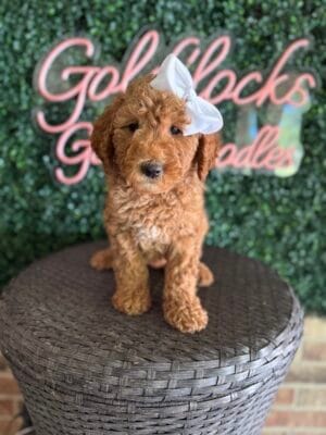 F1B Mini Goldendoodle Female “Lucita”, 25-35 lbs, DOB 915/25, $150/month (PayPal Pay Later)
