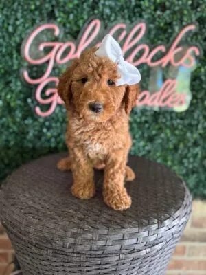 F1B Mini Goldendoodle Female “Lucita”, 25-35 lbs, DOB 915/25, $150/month (PayPal Pay Later)
