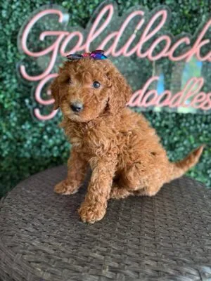 F1B Mini Goldendoodle Female “Tina”, 25-35 lbs, DOB 915/25, $150/month (PayPal Pay Later)