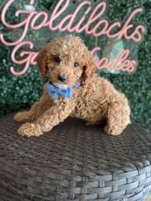 F1B Mini Goldendoodle Male “Arlo”, 25-35 lbs, DOB 9/15/25, $150/month (PayPal Pay Later)