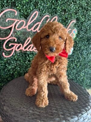 F1B Mini Goldendoodle Male “Paul Ruff”, 25-35 lbs, DOB 9/15/25, $150/month (PayPal Pay Later)