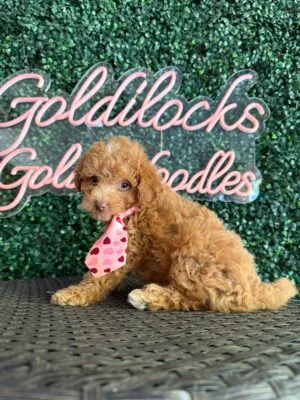 F1B Micro Goldendoodle Male Puppy “Roblox” 15-25 lbs, DOB 9/15, $150/month (PayPal Pay Later)