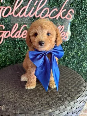 F1B Micro Goldendoodle Puppy “Fortnite” 15-25 lbs Male Pups, Born on 9/15