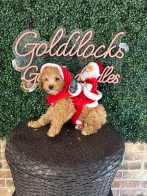 F1B Micro Goldendoodle Male Puppy “Fortnite” 15-25 lbs, DOB 9/15, $150/month (PayPal Pay Later)
