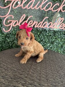F1B Micro Goldendoodle Female Puppy “Pinkie” 15-25 lbs. Born on 10/01/25