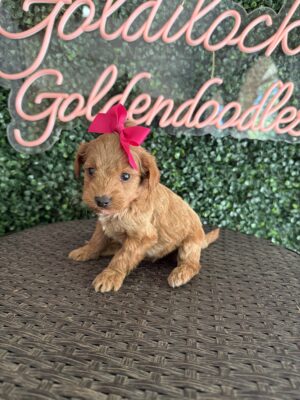 F1B Micro Goldendoodle Female Puppy “Pinkie” 15-25 lbs. Born on 10/01/25