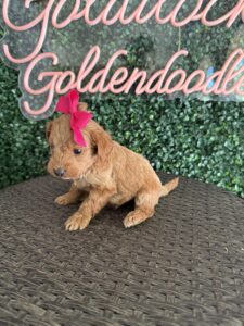 F1B Micro Goldendoodle Female Puppy “Pinkie” 15-25 lbs 2