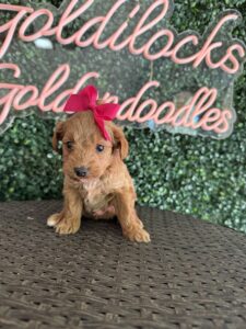 F1B Micro Goldendoodle Female Puppy “Pinkie” 15-25 lbs 3