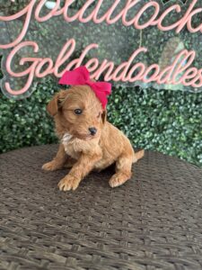 F1B Micro Goldendoodle Female Puppy “Pinkie” 15-25 lbs 4