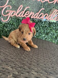 F1B Micro Goldendoodle Female Puppy “Pinkie” 15-25 lbs 5