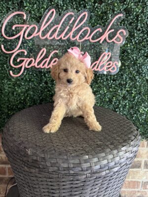 F1B Micro Goldendoodle Puppy “Ariel” 15-25 lbs Female Pups, Born on 9/23