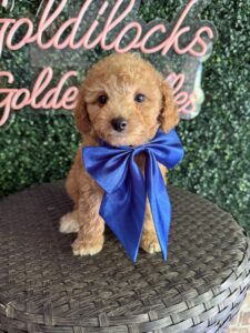 F1B Micro Goldendoodle Puppy “Fortnite” 15-25 lbs Male Pups, Born on 9/25