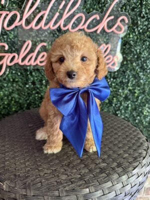 F1B Micro Goldendoodle Puppy “Fortnite” 15-25 lbs Male Pups, Born on 9/25