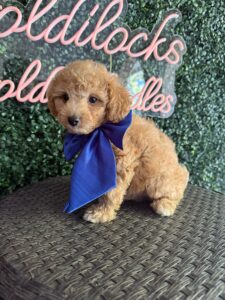 F1B Micro Goldendoodle Puppy “Fortnite” 15-25 lbs Male Pups, Born on 9/25 2