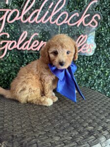 F1B Micro Goldendoodle Puppy “Fortnite” 15-25 lbs Male Pups, Born on 9/25 3