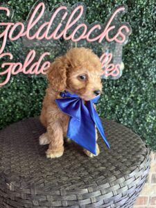 F1B Micro Goldendoodle Puppy “Fortnite” 15-25 lbs Male Pups, Born on 9/25 4
