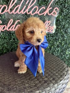 F1B Micro Goldendoodle Puppy “Fortnite” 15-25 lbs Male Pups, Born on 9/25 5