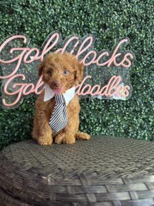 F1B Micro Goldendoodle Puppy “Minecraft” 15-25 lbs Male Pups, Born on 9/15/2025