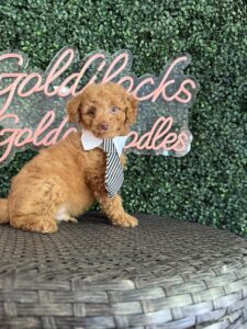 F1B Micro Goldendoodle Puppy “Minecraft” 15-25 lbs Male Pups 2