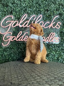 F1B Micro Goldendoodle Puppy “Minecraft” 15-25 lbs Male Pups 3