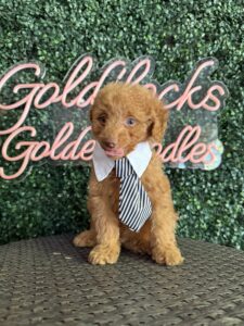 F1B Micro Goldendoodle Puppy “Minecraft” 15-25 lbs Male Pups 4