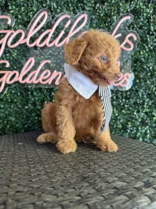 F1B Micro Goldendoodle Puppy “Minecraft” 15-25 lbs Male Pups 5