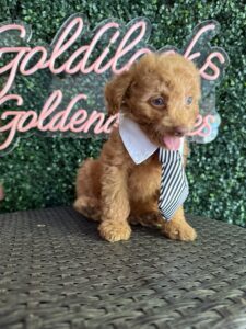 F1B Micro Goldendoodle Puppy “Minecraft” 15-25 lbs Male Pups 6
