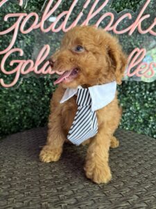 F1B Micro Goldendoodle Puppy “Minecraft” 15-25 lbs Male Pups 7
