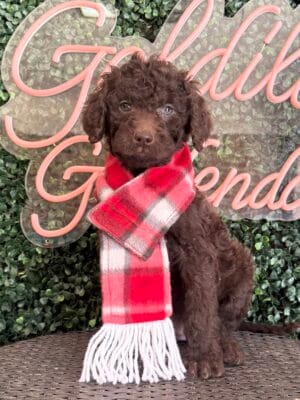 F1 Mini Goldendoodle Male Puppy “Hershey” 25-35 lbs, DOB 12/28, $150/month (PayPal Pay Later)