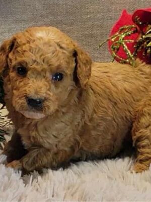 F1B Micro Goldendoodle Female Puppy “Missy” 15-25 lbs, DOB 10/25, Ready 12/20, $150/month (PayPal Pay Later)