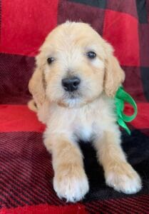 F1B Standard Goldendoodle Puppy “Green Lantern” 55-65 lbs Male Pups, Born on 10/26