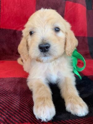 F1B Standard Goldendoodle Puppy “Green Lantern” 55-65 lbs Male Pups, Born on 10/26