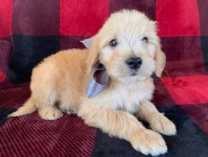 F1B Standard Goldendoodle Male Puppy “Silver” 55-65 lbs Male Pups, Born on 10/26