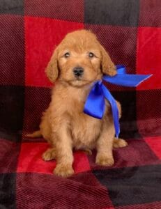 F1B Standard Goldendoodle Puppy “Bluejean Baby” 55-65 lbs Male Pups, Born on10/26