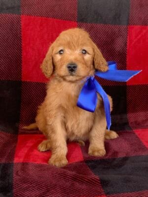 F1B Standard Goldendoodle Puppy “Bluejean Baby” 55-65 lbs Male Pups, Born on10/26