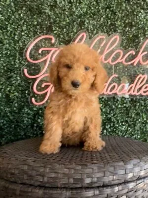 F1B Micro Goldendoodle Female Puppy “Katana” 15-25 lbs, DOB 10/25, Ready 12/20, $150/month (PayPal Pay Later)