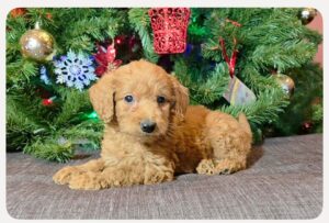 F1B Micro Goldendoodle Puppy “Huby” 15-25 lbs Male Pups, Born on 10/25, Ready to adopt on 12/20