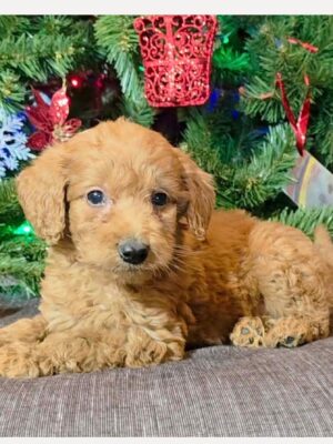 F1B Micro Goldendoodle Puppy “Huby” 15-25 lbs Male Pups, Born on 10/25, Ready to adopt on 12/20