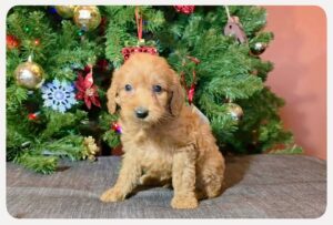 F1B Micro Goldendoodle Puppy “Huby” 15-25 lbs Male Pups 2