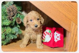 F1B Micro Goldendoodle Puppy “Huby” 15-25 lbs Male Pups 4