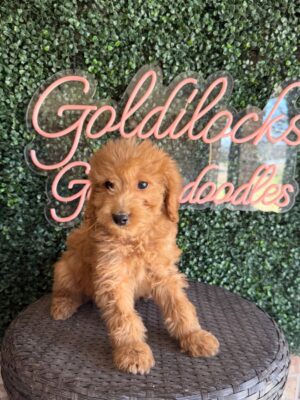 F1B Micro Goldendoodle Puppy “Huby” 15-25 lbs Male Pups 1