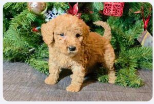F1B Micro Goldendoodle Puppy “Katana” 15-25 lbs Female Pups, Born on 10/25, Ready to adopt on 12/20