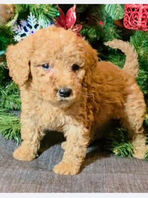 F1B Micro Goldendoodle Puppy “Katana” 15-25 lbs Female Pups, Born on 10/25, Ready to adopt on 12/20