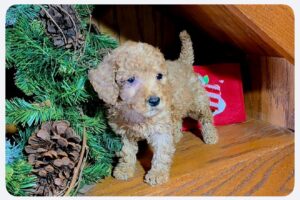 F1B Micro Goldendoodle Puppy “Katana” 15-25 lbs Female Pups 2