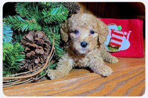 F1B Micro Goldendoodle Puppy “Katana” 15-25 lbs Female Pups 3