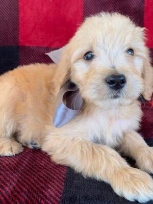 F1B Standard Goldendoodle Male Puppy “Silver” 55-65 lbs Male Pups, Born on 10/26