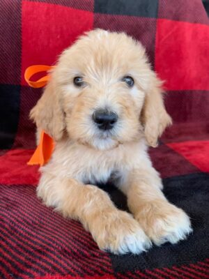 F1B Standard Goldendoodle Male Puppy “Fluffernutter” 55-65 lbs, Born on 10/26