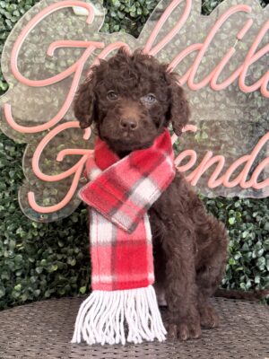 Hershey Mini Goldendoodle puppies Texas being held family lifestyle Dallas